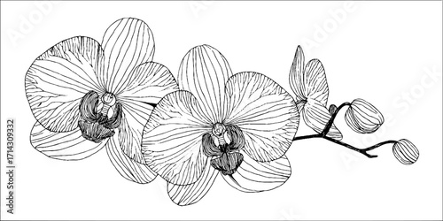 Elegant black and white line art of orchid flowers for botanical design