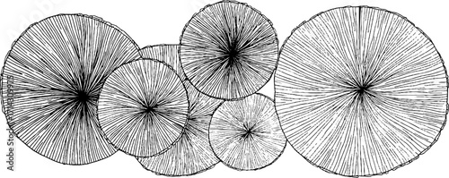 Black and white line art of spirals with decorative pattern design for creative projects
