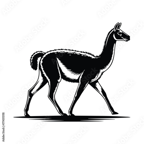 Majestic Guanaco Walking Black and White Illustration South American Camelid Wildlife Art