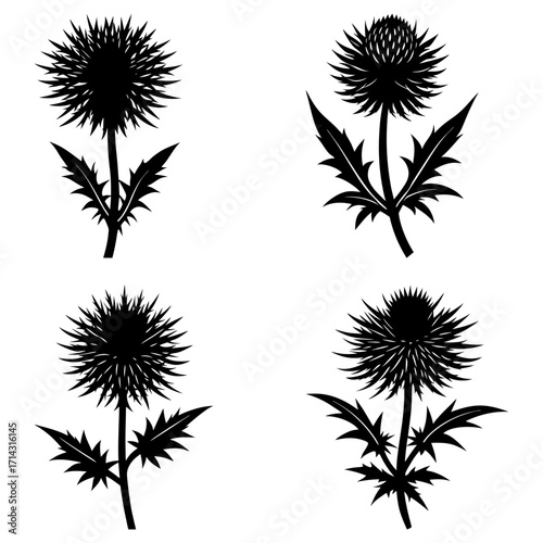 Four thistle flower silhouettes with spiky leaves and detailed flower heads in black and white design
