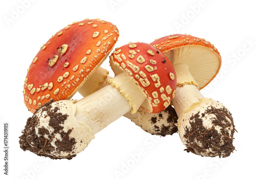 Fotografía Isolated Amanita muscaria mushrooms with dirt; highly poisonous toadstool fungus