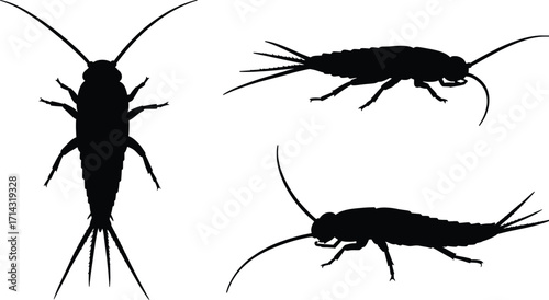 Silhouettes of Cockroaches in a Nature Scene – High-Resolution Illustrations for Scientific and Educational Purposes