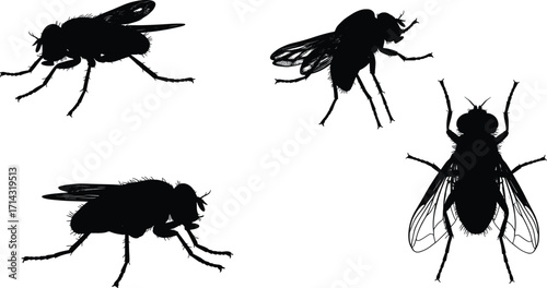 Black Silhouetted Flies as Vectors of Nature in High-Resolution Illustrations Against a Minimalist Background