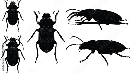 High-Resolution Silhouettes of Various Beetles in Nature, Scientific Illustration, Detailed View, Entomological Study
