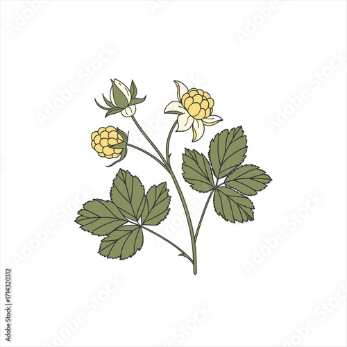 Illustration of a cloudberry plant with ripe yellow berries and green leaves