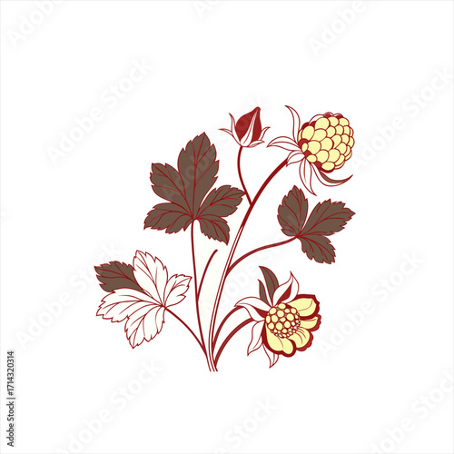 Stylized illustration of a cloudberry plant with berries and leaves