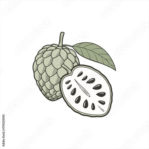 Illustration of a custard apple fruit and a slice showing seeds