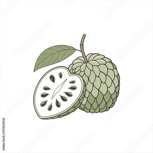 Illustration of a whole and halved custard apple with a leaf