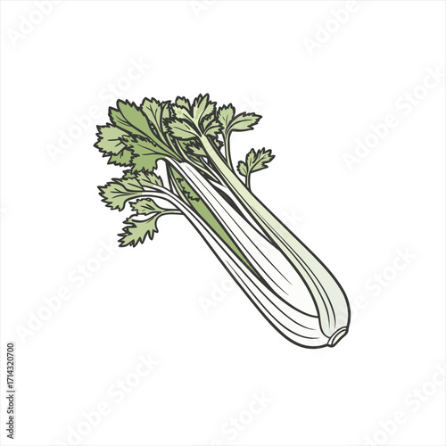 Fresh celery stalks with green leaves isolated on white background