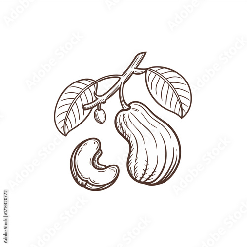 Hand drawn cashew nut on a branch with leaves and a single nut