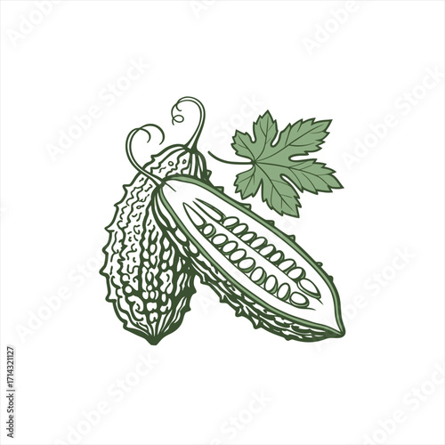 Bitter melon vegetable illustration with leaf and cut half
