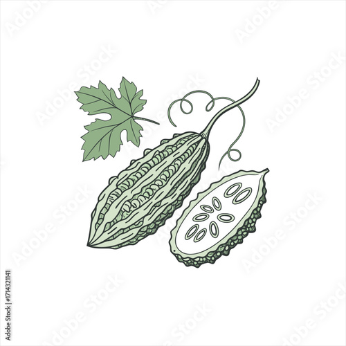 Hand drawn illustration of a bitter melon with leaf and slice