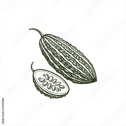 Hand drawn illustration of bitter melon and a slice with seeds