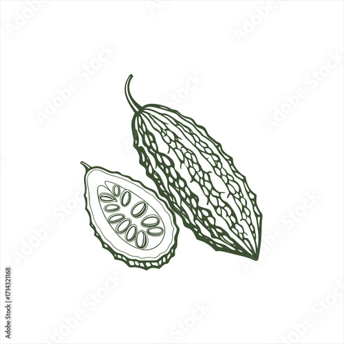 Hand drawn illustration of bitter melon and its slice
