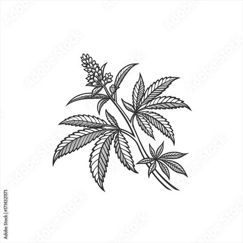 Hand drawn sketch of a cannabis plant with leaves and flower