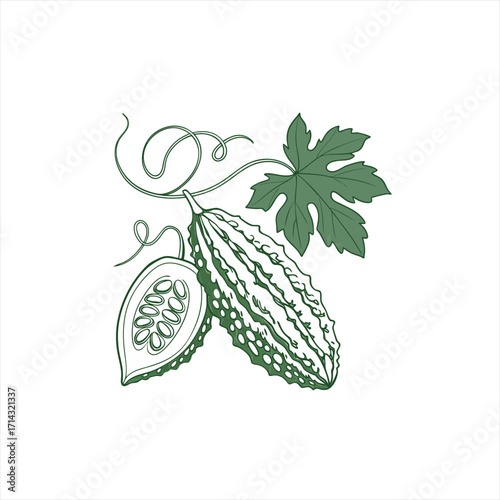 Bitter melon gourd with leaf and tendrils illustration