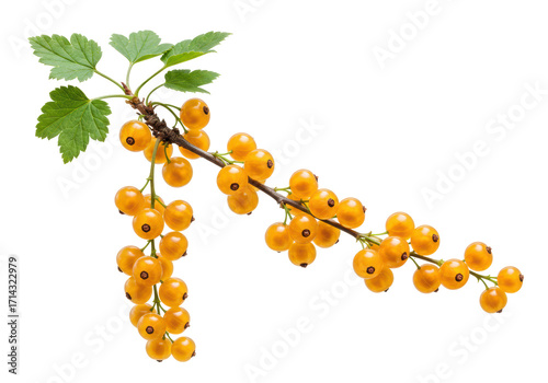 Photography Isolated yellow currant sprig, twig with leaves and ripe berries; fresh garden f