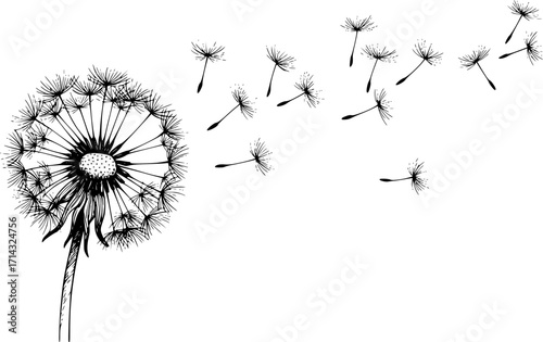 Dandelion vector sketch hand drawn line art in nature, dandelion seeds blowing in wind