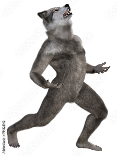 Grey werewolf creature, resembling a man shapeshifting to the form of a wolf, looking upwards. 3d rendering on transparent background, no AI used