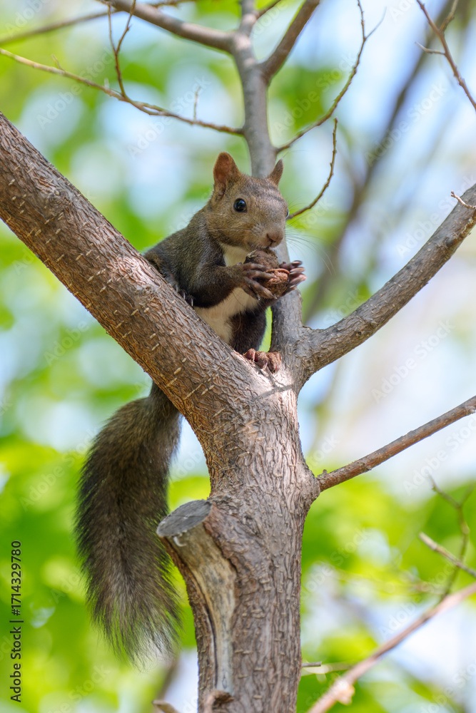 Obraz premium 初夏の北海道で新緑の枝に佇むエゾリス