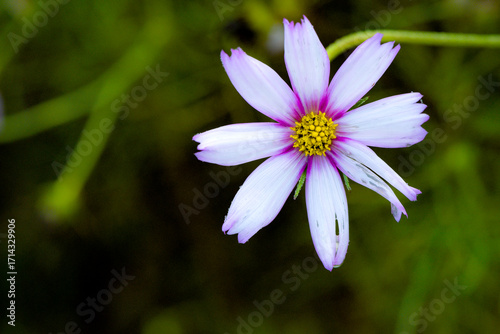 Gesanghua cultivated in urban parks blooms with colorful flowers