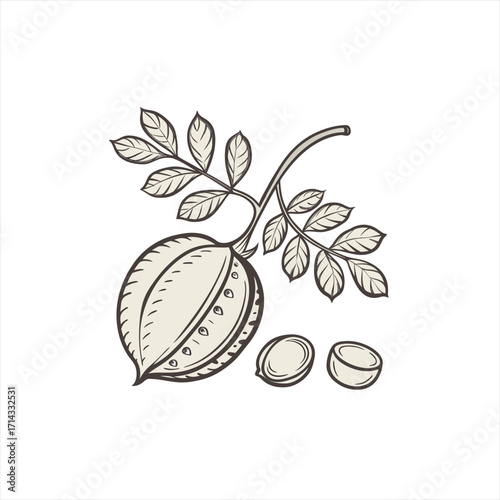 Hand drawn illustration of a chickpea plant with pods and seeds