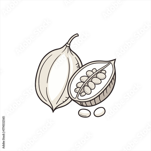 Hand drawn illustration of a whole and halved cocoa pod with beans