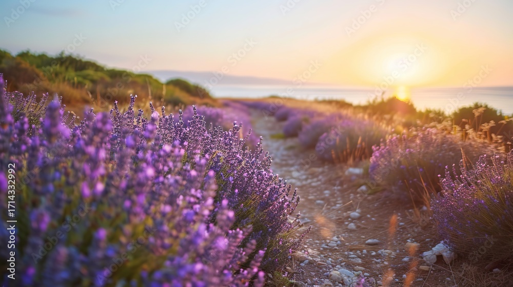 Fototapeta premium Lavender and Twilight: A Serene Path of Lavender Flowers Leading to a Sunset-Kissed Beach