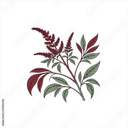 Illustration of a flowering plant with burgundy red blooms and green leaves