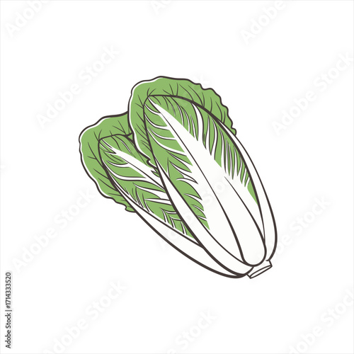 Two fresh napa cabbages isolated on white background