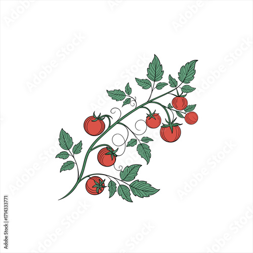 Illustration of a tomato vine with ripe red tomatoes and green leaves
