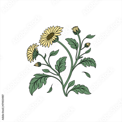 Stylized yellow daisy flowers with green leaves and buds on a white background