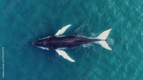 Majestic Whale Swimming Gracefully in Clear Ocean Waters