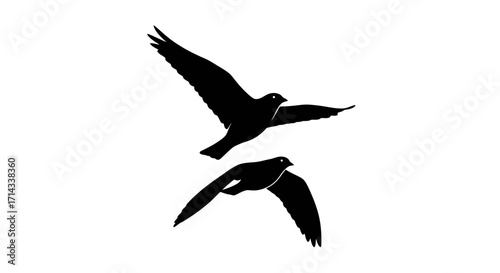 Vector silhouettes of two flying birds, minimal black animal icons, wildlife and nature design elements isolated on white background