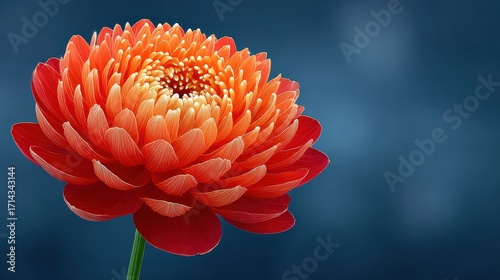 Vibrant orange flower with petals radiating beauty against a soft blue backdrop, showcasing nature's artistic design