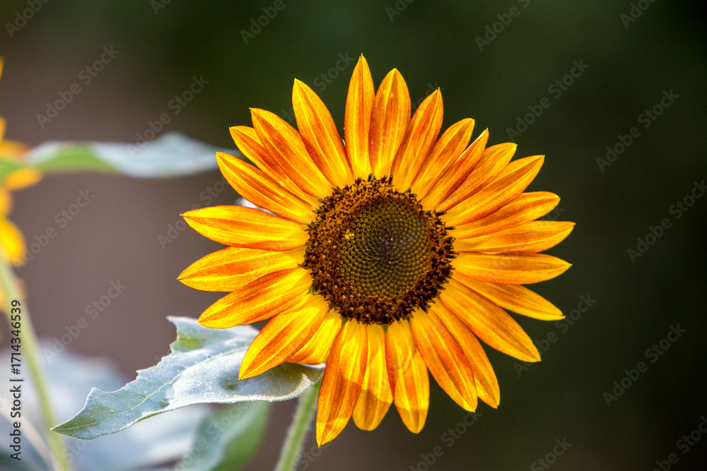 Naklejka premium Sunflowers | Tournesols