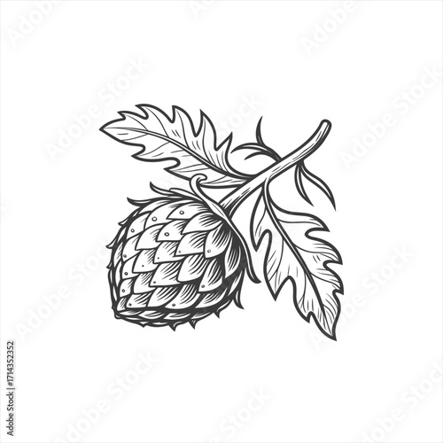 Vintage hop cone and leaves illustration