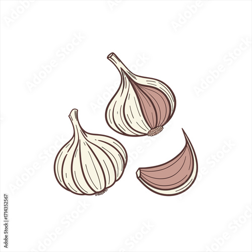 Hand drawn illustration of garlic bulbs and a cloved garlic