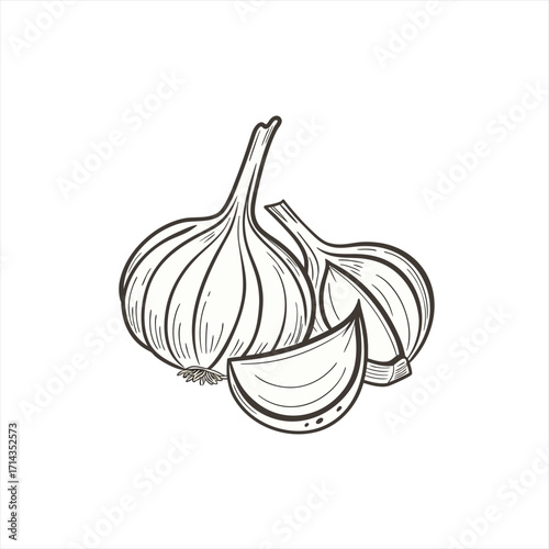 Hand drawn illustration of garlic bulbs and cloves on a white background
