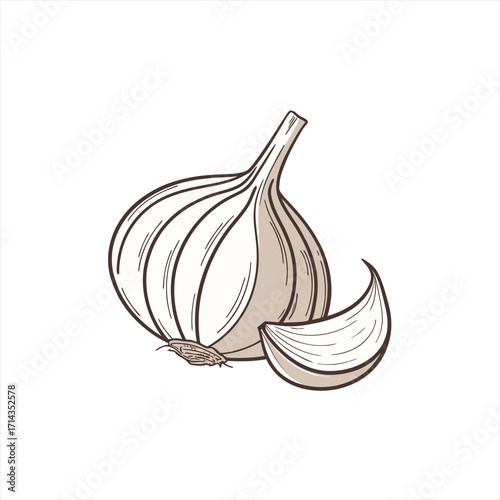 Hand drawn illustration of a garlic bulb with a clove on white background