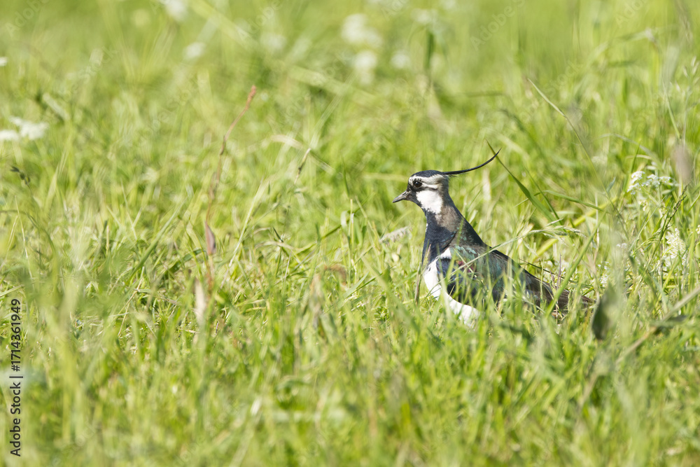 Obraz premium Lapwing from the side, Lapwing between grasses and flowers in the sunshine, white-black bird on a flowering meadow, bird with curved head feathers, Vanellus vanellus