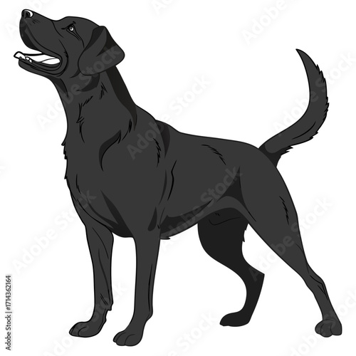 realistic retriever silhouette, black fill, white background, standing with wagging tail