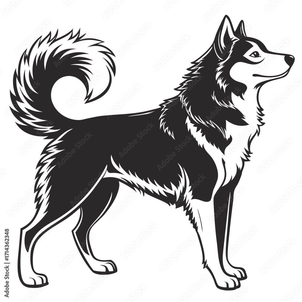 Fototapeta premium realistic husky silhouette, black fill, white background, fluffy tail curled upward