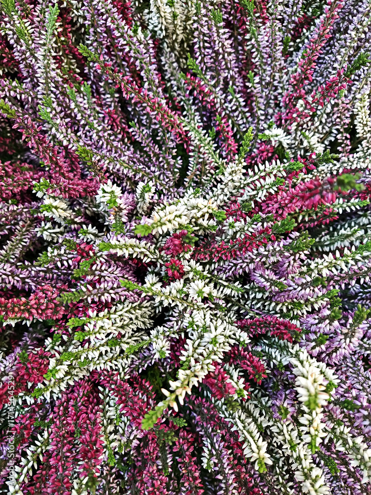 custom made wallpaper toronto digitalColorful autumn heather bush with textured stems fans outward, shrub details in violet tones, shrub bloom captures late-season charm in layered spiky pattern and rich woodland vibe