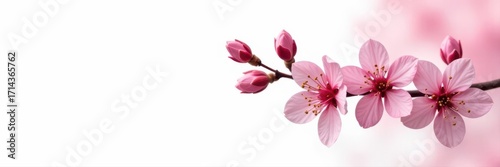 Delicate pink sakura blossoms, petals unfurled, isolated on pure white background , art, cherry blossom, bright