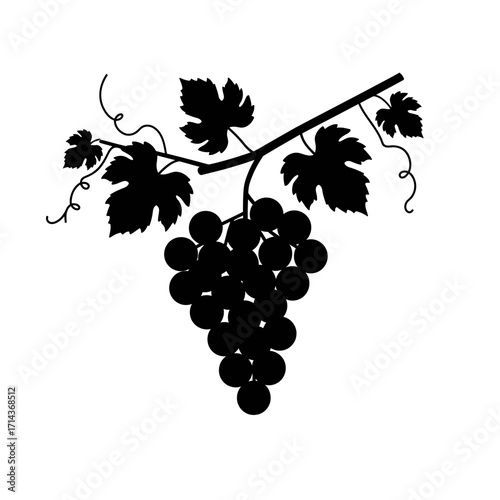 Silhouette of a grapes bunch with leaves and vines for harvest and viticulture themed designs isolated on white background Vector Illustration