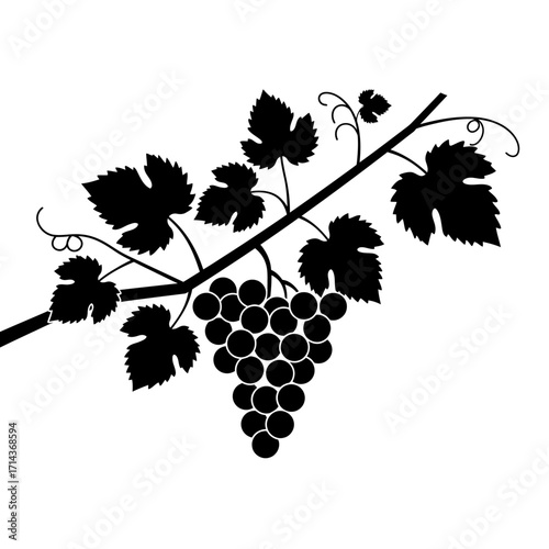 Silhouetted grape cluster and leaves on a branch elegant vineyard element for decorative designs and culinary themes isolated on white background Vector Illustration