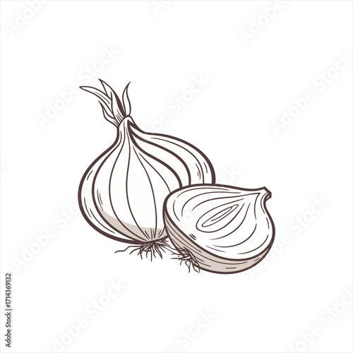 Hand drawn sketch of whole and halved onion on white background