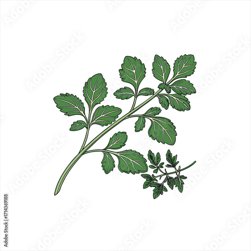 Green parsley herb branch with detailed leaves on white background