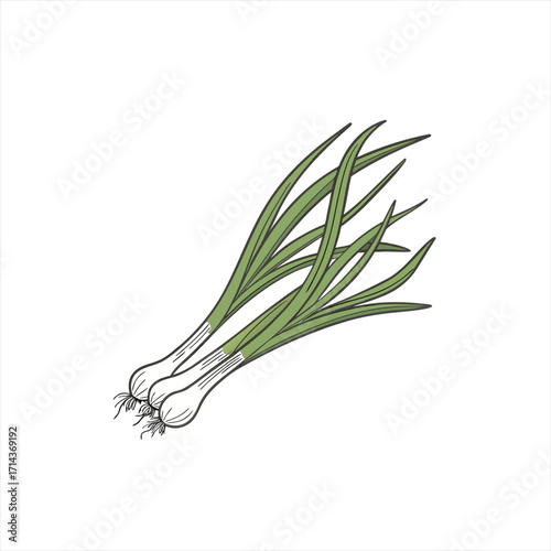 Illustration of green onions with white background